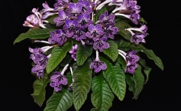 2019 Convention Old World Gesneriads in Flower  Class 32B – Streptocarpus, subgenus Streptocarpus, hybrids (netted) RUNNER-UP TO BEST IN HORTICULTURE BEST STREPTOCARPUS, BEST GESNERIAD GROWN BY A FIRST-TIME CONVENTION EXHIBITOR