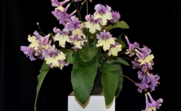 2019 Convention Old World Gesneriads in Flower  Class 32C – Streptocarpus, subgenus Streptocarpus, cultivars (bi-color)