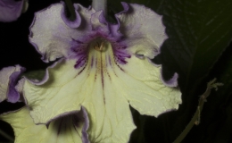 2019 Convention Old World Gesneriads in Flower  Class 32C – Streptocarpus, subgenus Streptocarpus, cultivars (bi-color)