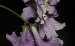 2019 Convention Old World Gesneriads in Flower  Class 32C – Streptocarpus, subgenus Streptocarpus, cultivars (bi-color)