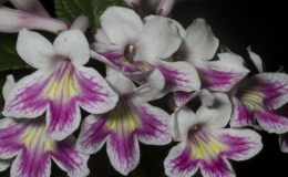 2019 Convention Old World Gesneriads in Flower  Class 32D – Streptocarpus, subgenus Streptocarpus, cultivars (rexii complex)