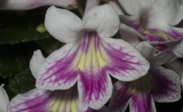2019 Convention Old World Gesneriads in Flower  Class 32D – Streptocarpus, subgenus Streptocarpus, cultivars (rexii complex)