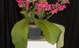 2019 Convention Old World Gesneriads in Flower  Class 32E – Streptocarpus, subgenus Streptocarpus, cultivars (pinks) BEST IN SECTION D – OLD WORLD GESNERIAD IN FLOWER