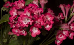 2019 Convention Old World Gesneriads in Flower  Class 32E – Streptocarpus, subgenus Streptocarpus, cultivars (pinks) BEST IN SECTION D – OLD WORLD GESNERIAD IN FLOWER