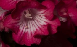 2019 Convention Old World Gesneriads in Flower  Class 32E – Streptocarpus, subgenus Streptocarpus, cultivars (pinks) BEST IN SECTION D – OLD WORLD GESNERIAD IN FLOWER