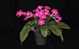2019 Convention Old World Gesneriads in Flower  Class 32E – Streptocarpus, subgenus Streptocarpus, cultivars (pinks)