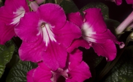 2019 Convention Old World Gesneriads in Flower  Class 32E – Streptocarpus, subgenus Streptocarpus, cultivars (pinks)