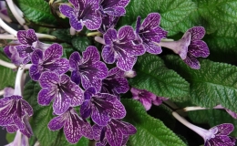 2019 Convention Old World Gesneriads in Flower  Class 32B – Streptocarpus, subgenus Streptocarpus, hybrids (netted) RUNNER-UP TO BEST IN HORTICULTURE BEST STREPTOCARPUS, BEST GESNERIAD GROWN BY A FIRST-TIME CONVENTION EXHIBITOR