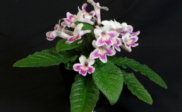 2019 Convention Old World Gesneriads in Flower  Class 32D – Streptocarpus, subgenus Streptocarpus, cultivars (rexii complex)