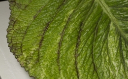 2019 Convention Old World Gesneriads in Flower  Class 33 – Streptocarpus, subgenus Streptocarpus, cultivars with variegated foliage BEST DALE MARTENS HYBRID