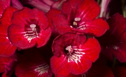 2019 Convention Old World Gesneriads in Flower  Class 33 – Streptocarpus, subgenus Streptocarpus, cultivars with variegated foliage BEST DALE MARTENS HYBRID