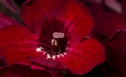 2019 Convention Old World Gesneriads in Flower  Class 33 – Streptocarpus, subgenus Streptocarpus, cultivars with variegated foliage BEST DALE MARTENS HYBRID