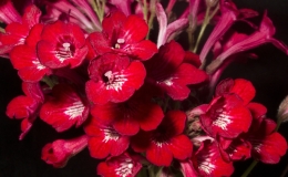 2019 Convention Old World Gesneriads in Flower  Class 33 – Streptocarpus, subgenus Streptocarpus, cultivars with variegated foliage BEST DALE MARTENS HYBRID