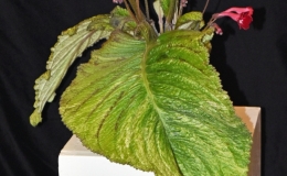 2019 Convention Old World Gesneriads in Flower  Class 33 – Streptocarpus, subgenus Streptocarpus, cultivars with variegated foliage BEST DALE MARTENS HYBRID