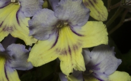 2019 Convention Old World Gesneriads in Flower  Class 33 – Streptocarpus, subgenus Streptocarpus, cultivars with variegated foliage BEST RECENTLY REGISTERED