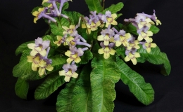 2019 Convention Old World Gesneriads in Flower  Class 33 – Streptocarpus, subgenus Streptocarpus, cultivars with variegated foliage BEST RECENTLY REGISTERED