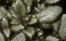 2019 Convention Gesneriads Grown for Ornamental Qualities Other Than Flowers Class 35 – Episcia 2019 Convention Gesneriads Grown for Ornamental Qualities Other Than Flowers Class 35 – Episcia