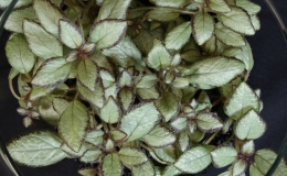 2019 Convention Gesneriads Grown for Ornamental Qualities Other Than Flowers Class 35 – Episcia 2019 Convention Gesneriads Grown for Ornamental Qualities Other Than Flowers Class 35 – Episcia