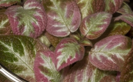 2019 Convention Gesneriads Grown for Ornamental Qualities Other Than Flowers Class 36 – Episcia with pink, white and/or cream leaf variegation BEST EPISCIA 2019 Convention Gesneriads Grown for Ornamental Qualities Other Than Flowers Class 36 – Episcia with pink, white and/or cream leaf variegation BEST EPISCIA