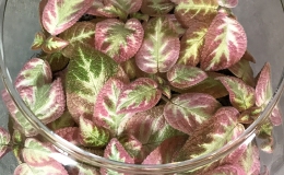 2019 Convention Gesneriads Grown for Ornamental Qualities Other Than Flowers Class 36 – Episcia with pink, white and/or cream leaf variegation BEST EPISCIA 2019 Convention Gesneriads Grown for Ornamental Qualities Other Than Flowers Class 36 – Episcia with pink, white and/or cream leaf variegation BEST EPISCIA