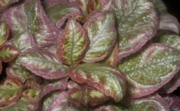 2019 Convention Gesneriads Grown for Ornamental Qualities Other Than Flowers Class 36 – Episcia with pink, white and/or cream leaf variegation 2019 Convention Gesneriads Grown for Ornamental Qualities Other Than Flowers Class 36 – Episcia with pink, white and/or cream leaf variegation