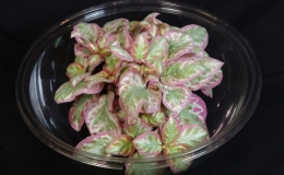2019 Convention Gesneriads Grown for Ornamental Qualities Other Than Flowers Class 36 – Episcia with pink, white and/or cream leaf variegation 2019 Convention Gesneriads Grown for Ornamental Qualities Other Than Flowers Class 36 – Episcia with pink, white and/or cream leaf variegation
