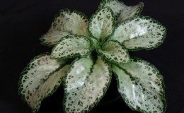 2019 Convention Gesneriads Grown for Ornamental Qualities Other Than Flowers Class 37A – Primulina dryas 2019 Convention Gesneriads Grown for Ornamental Qualities Other Than Flowers Class 37A – Primulina dryas
