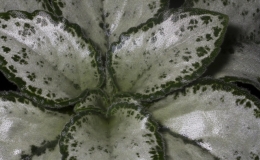 2019 Convention Gesneriads Grown for Ornamental Qualities Other Than Flowers Class 37A – Primulina dryas 2019 Convention Gesneriads Grown for Ornamental Qualities Other Than Flowers Class 37A – Primulina dryas