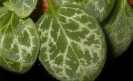 2019 Convention Gesneriads Grown for Ornamental Qualities Other Than Flowers Class 37B – Primulina (other species) 2019 Convention Gesneriads Grown for Ornamental Qualities Other Than Flowers Class 37B – Primulina (other species)