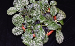 2019 Convention Gesneriads Grown for Ornamental Qualities Other Than Flowers Class 37B – Primulina (other species) 2019 Convention Gesneriads Grown for Ornamental Qualities Other Than Flowers Class 37B – Primulina (other species)