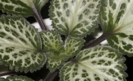 2019 Convention Gesneriads Grown for Ornamental Qualities Other Than Flowers Class 37C – Primulina (Peter Shalit hybrids) BEST PETER SHALIT HYBRID 2019 Convention Gesneriads Grown for Ornamental Qualities Other Than Flowers Class 37C – Primulina (Peter Shalit hybrids) BEST PETER SHALIT HYBRID