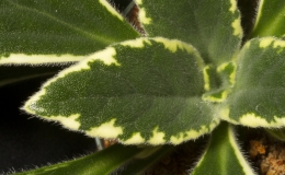 2019 Convention Gesneriads Grown for Ornamental Qualities Other Than Flowers Class 37D – Primulina (other hybrids) BEST IN SECTION E – GESNERIADS GROWN FOR ORNAMENTAL QUALITIES 2019 Convention Gesneriads Grown for Ornamental Qualities Other Than Flowers Class 37D – Primulina (other hybrids) BEST IN SECTION E – GESNERIADS GROWN FOR ORNAMENTAL QUALITIES