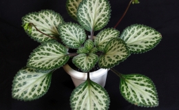 2019 Convention Gesneriads Grown for Ornamental Qualities Other Than Flowers Class 37C – Primulina (Peter Shalit hybrids) BEST PETER SHALIT HYBRID 2019 Convention Gesneriads Grown for Ornamental Qualities Other Than Flowers Class 37C – Primulina (Peter Shalit hybrids) BEST PETER SHALIT HYBRID