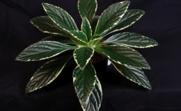 2019 Convention Gesneriads Grown for Ornamental Qualities Other Than Flowers Class 37D – Primulina (other hybrids) BEST IN SECTION E – GESNERIADS GROWN FOR ORNAMENTAL QUALITIES 2019 Convention Gesneriads Grown for Ornamental Qualities Other Than Flowers Class 37D – Primulina (other hybrids) BEST IN SECTION E – GESNERIADS GROWN FOR ORNAMENTAL QUALITIES