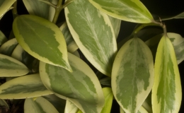2019 Convention Gesneriads Grown for Ornamental Qualities Other Than Flowers Class 38 – Other gesneriads with variegated foliage 2019 Convention Gesneriads Grown for Ornamental Qualities Other Than Flowers Class 38 – Other gesneriads with variegated foliage