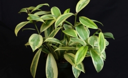 2019 Convention Gesneriads Grown for Ornamental Qualities Other Than Flowers Class 38 – Other gesneriads with variegated foliage 2019 Convention Gesneriads Grown for Ornamental Qualities Other Than Flowers Class 38 – Other gesneriads with variegated foliage