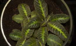 2019 Convention Gesneriads Grown for Ornamental Qualities Other Than Flowers Class 39A – Other New World Gesneriads, tuberous 2019 Convention Gesneriads Grown for Ornamental Qualities Other Than Flowers Class 39A – Other New World Gesneriads, tuberous