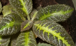 2019 Convention Gesneriads Grown for Ornamental Qualities Other Than Flowers Class 39A – Other New World Gesneriads, tuberous 2019 Convention Gesneriads Grown for Ornamental Qualities Other Than Flowers Class 39A – Other New World Gesneriads, tuberous