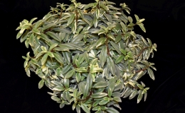 2019 Convention Gesneriads Grown for Ornamental Qualities Other Than Flowers Class 39B – Other New World Gesneriads, other 2019 Convention Gesneriads Grown for Ornamental Qualities Other Than Flowers Class 39B – Other New World Gesneriads, other