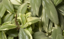 2019 Convention Gesneriads Grown for Ornamental Qualities Other Than Flowers Class 39B – Other New World Gesneriads, other 2019 Convention Gesneriads Grown for Ornamental Qualities Other Than Flowers Class 39B – Other New World Gesneriads, other