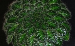 2019 Convention Gesneriads Grown for Ornamental Qualities Other Than Flowers Class 40 – Other Old World Gesneriads, species or cultivars 2019 Convention Gesneriads Grown for Ornamental Qualities Other Than Flowers Class 40 – Other Old World Gesneriads, species or cultivars