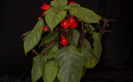 2019 Convention New Gesneriads Class 41 – Species in flower BEST NEW SPECIES 2019 Convention New Gesneriads Class 41 – Species in flower BEST NEW SPECIES