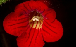 2019 Convention New Gesneriads Class 41 – Species in flower BEST NEW SPECIES 2019 Convention New Gesneriads Class 41 – Species in flower BEST NEW SPECIES