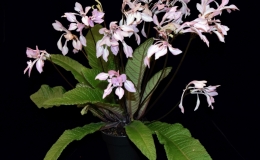 2019 Convention New Gesneriads Class 43 – Cultivars in flower BEST IN SECTION F – NEW GESNERIADS BEST NEW HYBRID 2019 Convention New Gesneriads Class 43 – Cultivars in flower BEST IN SECTION F – NEW GESNERIADS BEST NEW HYBRID