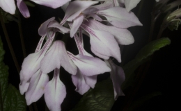 2019 Convention New Gesneriads Class 43 – Cultivars in flower BEST IN SECTION F – NEW GESNERIADS BEST NEW HYBRID 2019 Convention New Gesneriads Class 43 – Cultivars in flower BEST IN SECTION F – NEW GESNERIADS BEST NEW HYBRID