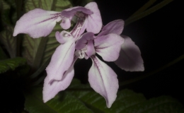 2019 Convention New Gesneriads Class 43 – Cultivars in flower BEST IN SECTION F – NEW GESNERIADS BEST NEW HYBRID 2019 Convention New Gesneriads Class 43 – Cultivars in flower BEST IN SECTION F – NEW GESNERIADS BEST NEW HYBRID