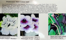 2019 Convention New Gesneriads Class 43 – Cultivars in flower BEST IN SECTION F – NEW GESNERIADS BEST NEW HYBRID 2019 Convention New Gesneriads Class 43 – Cultivars in flower BEST IN SECTION F – NEW GESNERIADS BEST NEW HYBRID