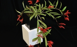 2019 Convention Lesser-Known Gesneriads Seldom Grown or Seen in Shows Class 45 – In flower BEST IN SECTION G – LESSER-KNOWN GESNERIADS 2019 Convention Lesser-Known Gesneriads Seldom Grown or Seen in Shows Class 45 – In flower BEST IN SECTION G – LESSER-KNOWN GESNERIADS