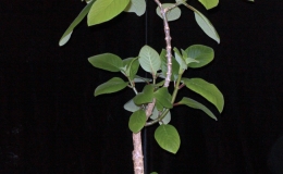 2019 Convention Lesser-Known Gesneriads Seldom Grown or Seen in Shows Class 46 – Not in flower JUDGES AWARD OF MERIT 2019 Convention Lesser-Known Gesneriads Seldom Grown or Seen in Shows Class 46 – Not in flower JUDGES AWARD OF MERIT