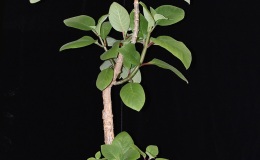 2019 Convention Lesser-Known Gesneriads Seldom Grown or Seen in Shows Class 46 – Not in flower JUDGES AWARD OF MERIT 2019 Convention Lesser-Known Gesneriads Seldom Grown or Seen in Shows Class 46 – Not in flower JUDGES AWARD OF MERIT